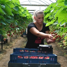 Stageplaats bij aardbeien Kwekerij de Beijer!